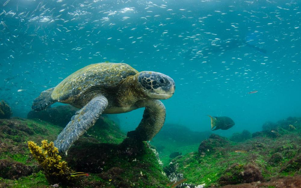 Galapagos Island